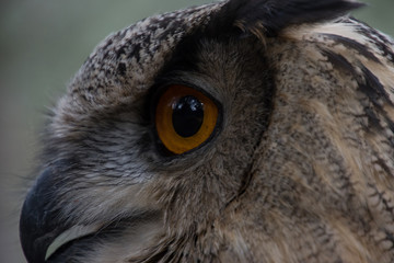 Owl outdoors in the middle of a field in freedom