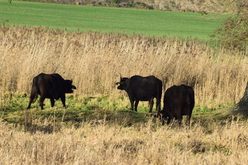 Büffel in hohem Sumpfgrass