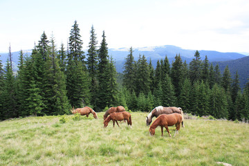 horses on a meadow and mountains behind