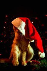 red domestic cat,with green eyes,in a Santa Claus hat ,on a dark background with lights, sitting, lying, sleeping