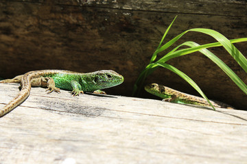 Lizard resting on a log. Sunny picture. Up close photo.