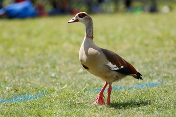 Duck