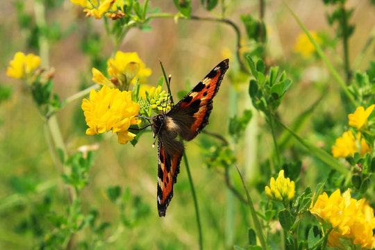butterfly on flower. Aglais utricae. Sunny summer picture