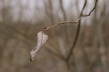 autumn leaf