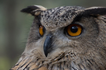 Owl outdoors in the middle of a field in freedom