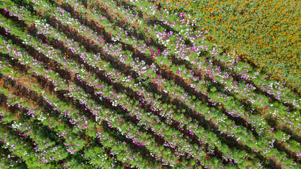 Flower garden, Aerial top view, background with beautiful colorful flower in thailand
