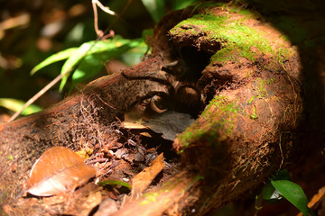 Tarantula in the Amazon jungle, Rio Negro