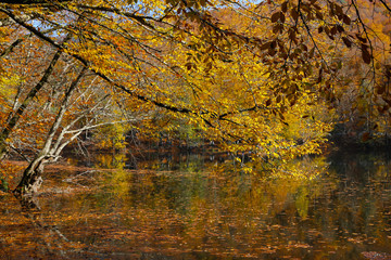 Obraz premium Buyuk Lake in Yedigoller National Park, Bolu, Turkey
