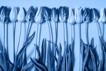 Classic blue background with tulip flowers, copy space. Color of the year 2020. Nature background. Top view, flat lay. Womens Day, Mothers Day, Valentine's Day, birthday