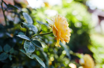 Rose flower photo. Beautiful spring or summer bloomingrose plant. Flower blossom bright image. Rose bush bloom. Selective focus, blurred background