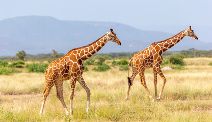 Somalia giraffe goes over a green lush meadow