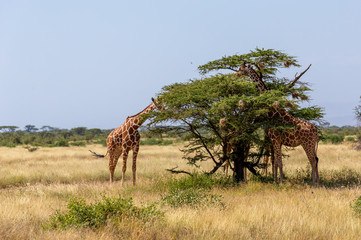 Fototapeta na wymiar Two Somalia giraffes eat the leaves of acacia trees