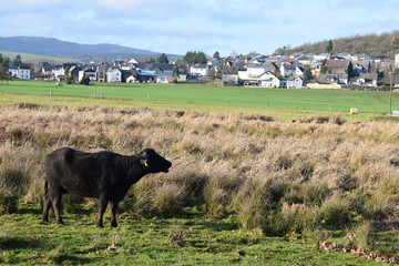 Büffel in hohem Sumpfgrass