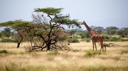 Somalia giraffes eat the leaves of acacia trees