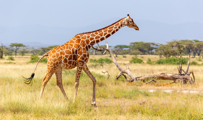 Somalia giraffe goes over a green lush meadow - obrazy, fototapety, plakaty