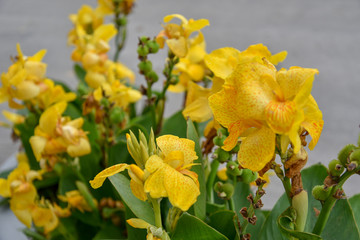 Yellow Flowers in the Flowerbed by Morning in the City