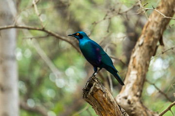 Beautiful blue shimmering bird with yellow eyes sitting on a branch in Kruger National Park South Africa