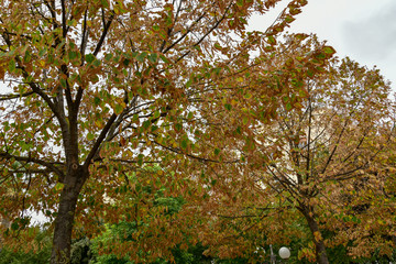 Autumn Trees in the City by Morning