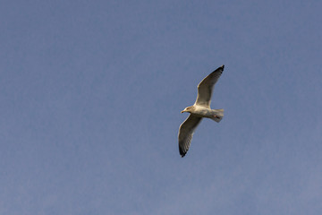 Möwe fliegt im blauen Himmel nach links
