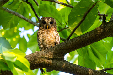 Owl sitting on a branch surrounded by green leaves