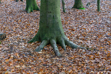 Baum mit Fuß und 5 Zehen