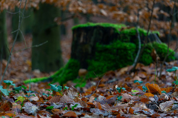 Laub im Wald vor einem moosbehangenen Baumstumpf