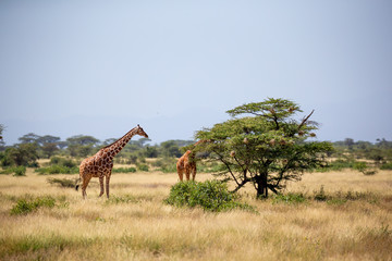 Two Somalia giraffes eat the leaves of acacia trees