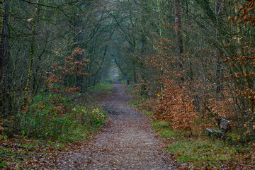 Unebener welliger Weg mit Laub durch den Wald