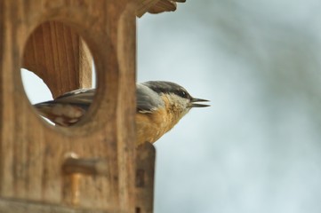 Ein Kleiber schaut im Winter aus einem hölzernen Futterhaus, Sitta europaea