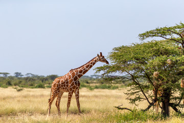Somalia giraffes eat the leaves of acacia trees