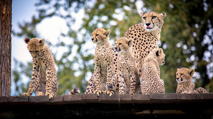 Cheetah family resting on grass and watching around.. © Jiří Fejkl