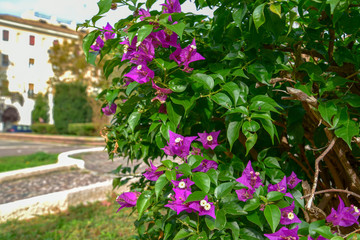 Bougainvillea Flowers by Morning at Summer