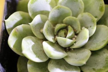 Cocoa Beach, Florida