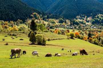 Autumn colors in the forest , highlands and mountain of savsat. Artvin province of turkey 