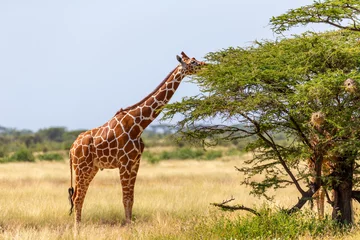 Foto op Plexiglas Somalia giraffes eat the leaves of acacia trees © 25ehaag6