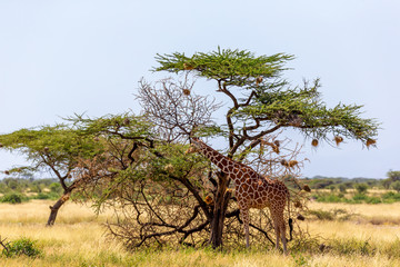 Two Somalia giraffes eat the leaves of acacia trees