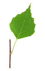 Green birch leaf on branch, white background. Top view.