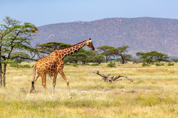 Somalia giraffe goes over a green lush meadow