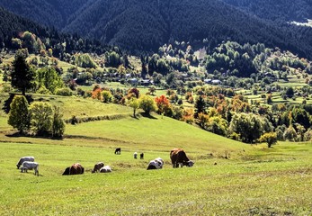 cows on pasture
