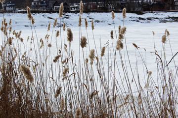 Beautiful winter landscape. Swamp Grass in winter. Swamp Nature.