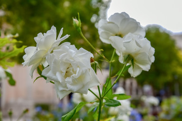 White Roses in the Garden by Morning