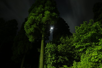 月夜と杉の木　Moonlit night and cedar tree