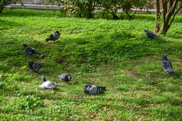 Pigeons in the Garden by Morning