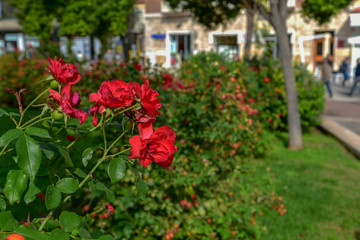 Red Flowers in the Garden by Morning