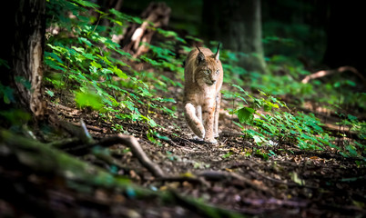 Lynx looks with predatory eyes from the shelter, hidden in the forest while walking, hunting on the way through the forest. © Jiří Fejkl