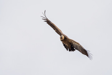 Griffon vulture, Gyps fulvus in Monfrague National Park. Extremadura, Spain