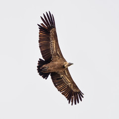 Griffon vulture, Gyps fulvus in Monfrague National Park. Extremadura, Spain