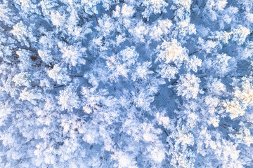 Beautiful winter woodland from above