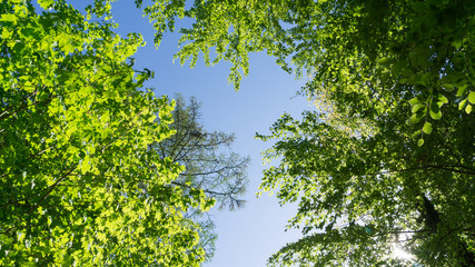 Obraz premium Baumkronen im Sommer