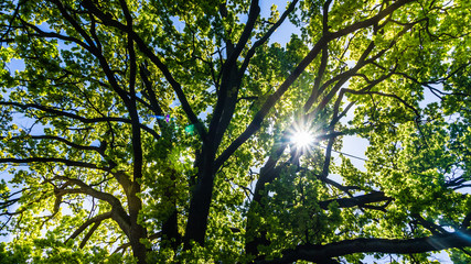 Fototapeta na wymiar Sonne scheint durch die Blätter einer Baumkrone